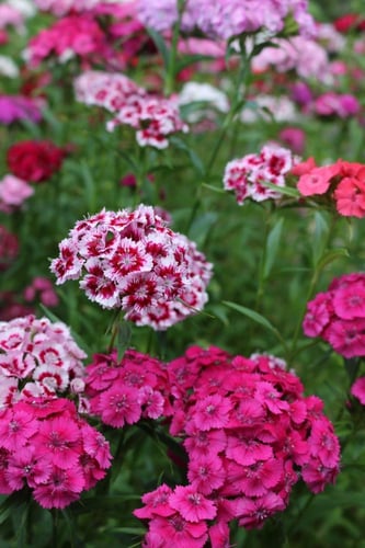 بذور زهور القرنفل اللطيف بينوكيو (سويت وليام )-Cut...