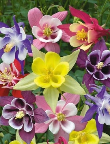 بذور زهور أكويليجيا بيدرمير مختلطة - Aquilegia Bie...