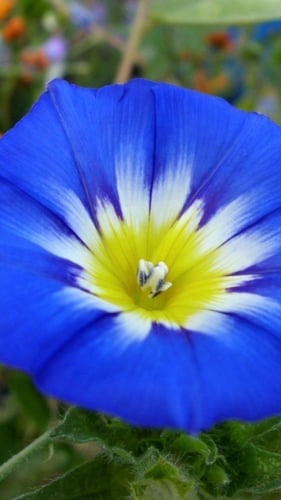 بذور زهور اللبلاب الراية الزرقاء ثلاثي الألوان ( م...