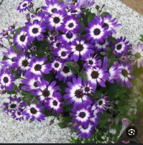 بذور زهور السينيراريا - cineraria flower seeds