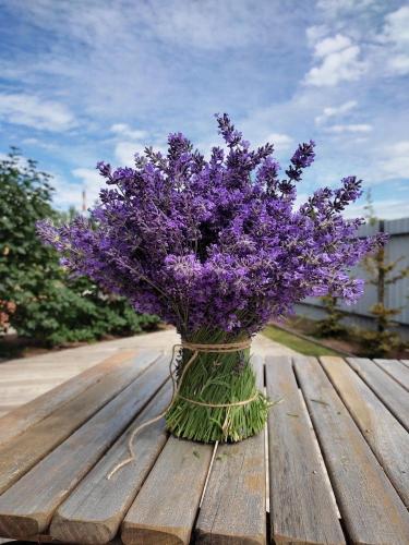بذور زهور سيلفيا الزرقاء - Blue Salvia Flower Seed...