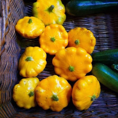 بذور قرع باتي بان البرتقالي - Orange patty pan pum...