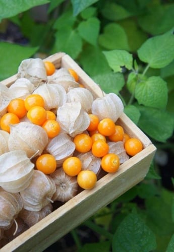 حرنكش برتقالي، حجم كبير