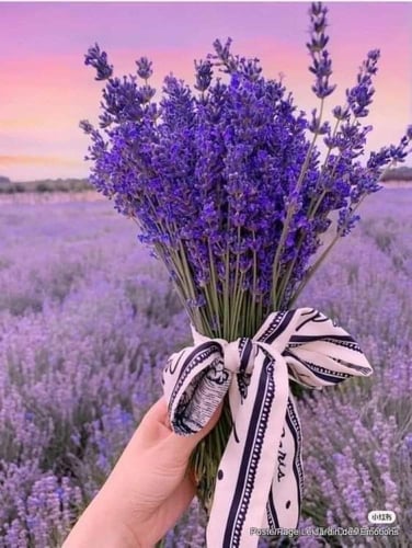 بذور لافندر عضوي - Organic Lavender