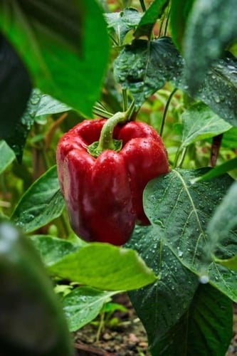 بذور فلفل احمر ساحة استي روسو الحمراء - Red Este R...