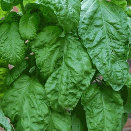 بذور ريحان الخس الإيطالي العضوي -Organic Italian L...