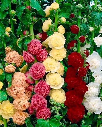 بذور زهور الخطمية ( الهولي هوك) المزدوجة والملونة...