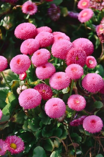 بذور زهور الأقحوان المعمرة - perennial chrysanthem...