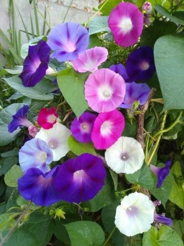 بذور زهور مجد الصباح الملونة - Colorful Morning Gl...