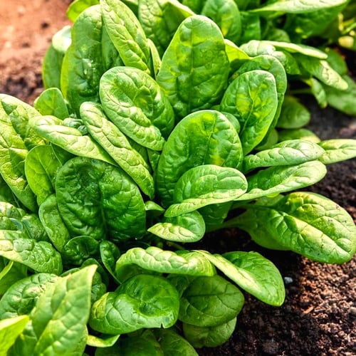 بذور سبانخ شاطئ البحر بطيئ الإزهار هجين -Slow-flow...