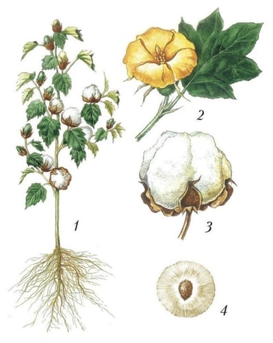 بذور القطن العضوي - organic cotton seeds