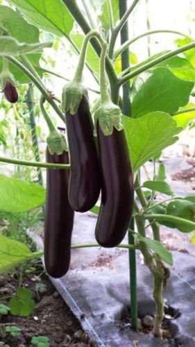 بذور باذنجان أرجواني طويل - long purple eggplant