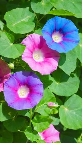 بذور زهور مجد الصباح الملونة - Colorful Morning Gl...