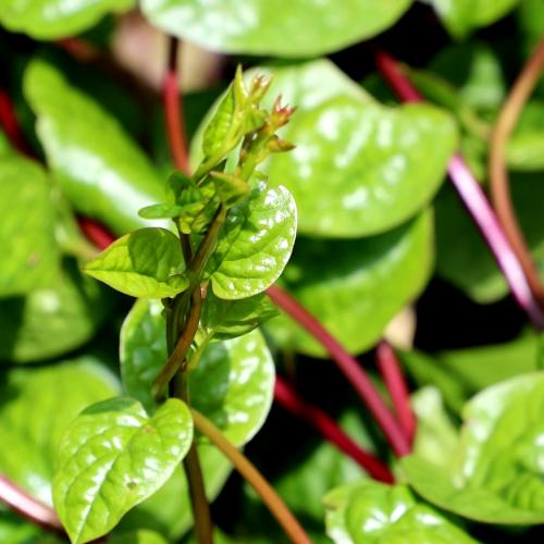 بذور سبانخ مالابار ( mountain valley )