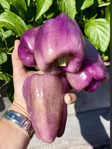 بذور فلفل ليللك حلو -Lilac Bell Sweet Pepper
