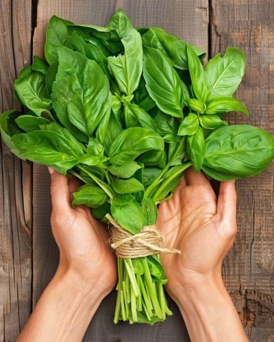 بذور ريحان ايطالي قرنفلي عضوي -Organic Italian Clo...