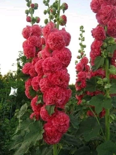 بذور زهور الخطمية ( الهولي هوك) المزدوجة والملونة...