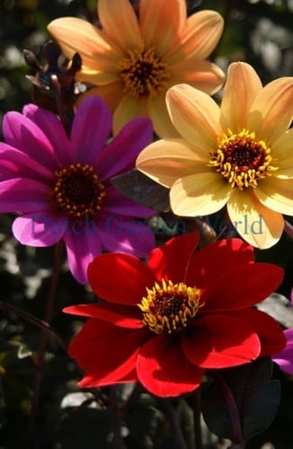 بذور زهور داليا ميجنون الربيعية -Spring Dahlia Mig...