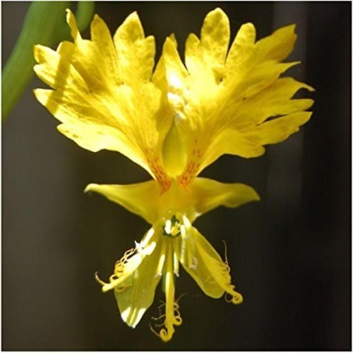 بذور ازهار الكناري المتسلق ( الكبوسين ) -Nasturtiu...