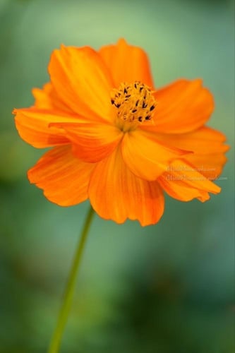 بذور زهور كوزموس برتقالي واصفر مزدوج - Double oran...