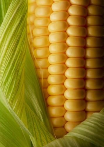 بذور ‎ ذرة حلوة جولدن بانتام 12 - Corn Golden Bant...