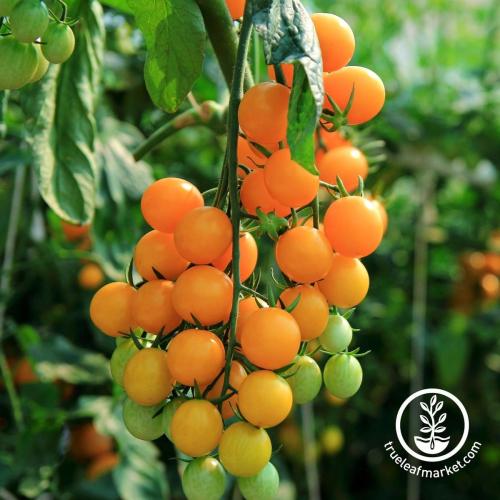 بذور الطماطم الكرزي قطعة الذهب -حائزة على جائزة ال...