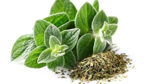 بذور زعتر سوري - Syrian thyme seeds