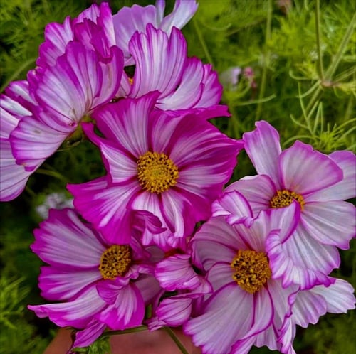 بذور زهور ( كوزموس ثنائي الريش ). - Flower seeds o...