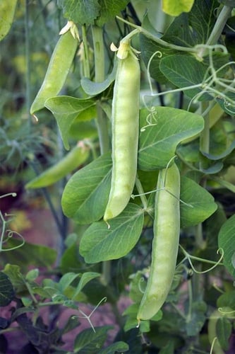 فول عريض ( متوارث) - Broad Bean