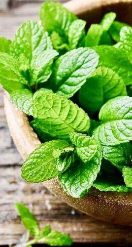 بذور بلسم الليمون العضوي - Organic Lemon Balm Seed...