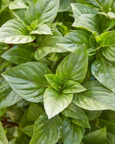 بذور ريحان عراقي - Iraqi basil seeds