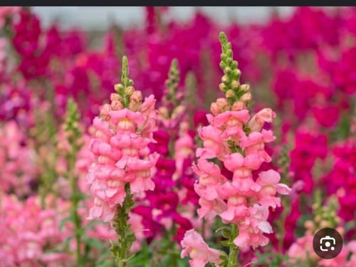 بذور زهور فم السمكة ( انف العجل ) الملونة - DWARF...