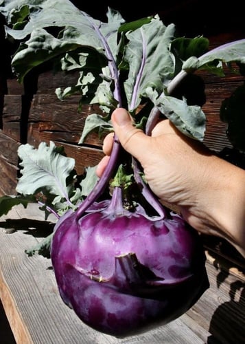 بذور كولرابي بنفسجي وأبيض ( هجين ) كرنب - Purple a...