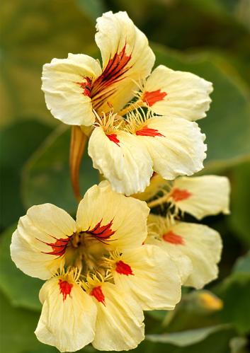 بذور ابو خنجر( نسترشيوم ) الخوخ ميلبا Peach Melba Nasturtium Seeds