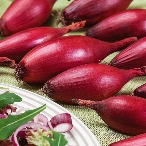 بذور بصل حساوي - Hasawi onion seeds