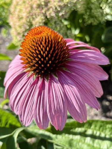 بذور زهور إشنسا ( القنفدية ) - زهرة المخروط الأرجو...