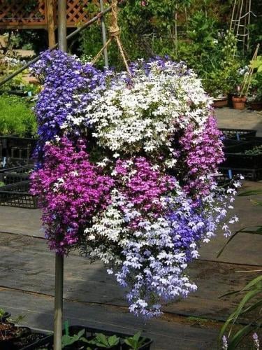 بذور زهور اللوبيليا سلسلة من اللؤلؤ الملونة -Lobel...