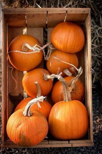 يقطين السكر الصغير Pumpkin SMALL SUGAR( شركة جونسو...