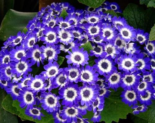 بذور زهور السينيراريا - cineraria flower seeds