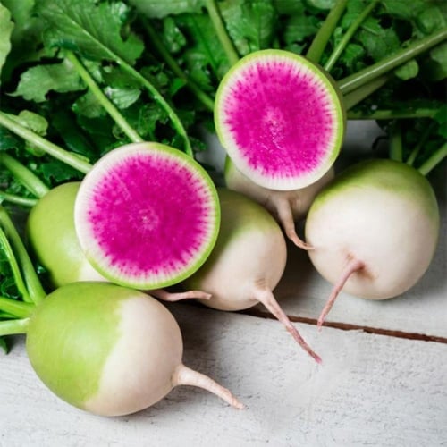 بذور فجل البطيخ - Red Meat Radish Seeds