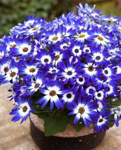 بذور زهور السينيراريا - cineraria flower seeds