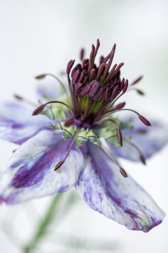 بذور زهور حبة البركة دلفت بلو ( شركة جونسون ) - Ni...