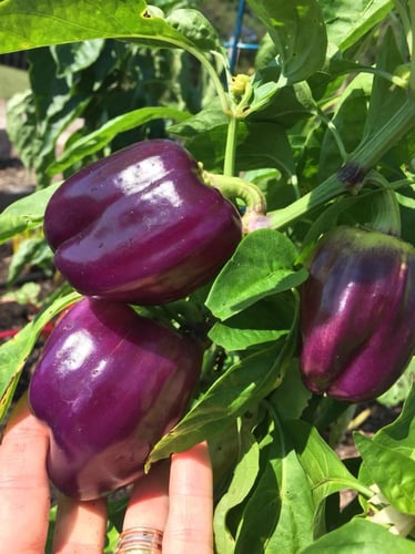 بذور فلفل الجمال البنفسجي حلو -Purple Beauty Sweet...