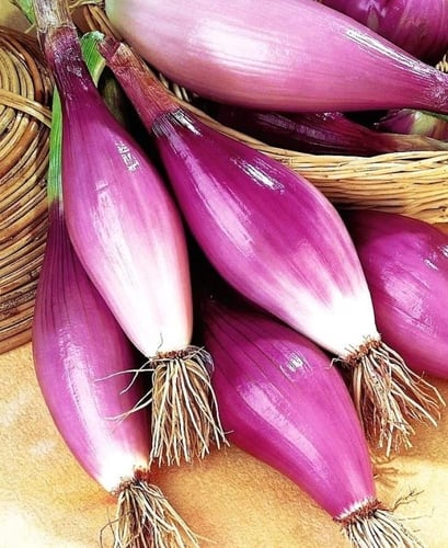 بذور بصل حساوي - Hasawi onion seeds
