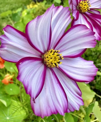 بذور زهور ( كوزموس ثنائي الريش ). - Flower seeds o...