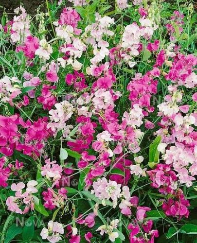 بذور زهور عطر ستوك نايت - Stock Night Scent Flower...