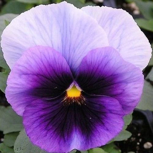 بذور بانسي بيكونزفيلد Pansy Beaconsfield