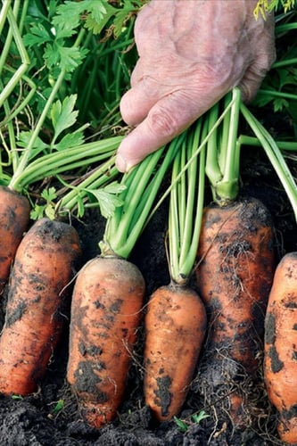 بذور الجزر السكري العجيب - Amazing sugar carrot se...