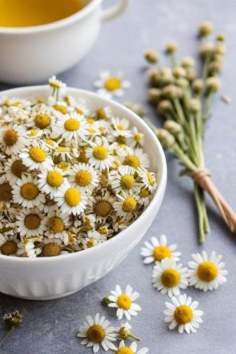 بذور زهور البابونج - Chamomile flower seeds