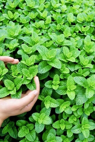 بذور بلسم الليمون العضوي - Organic Lemon Balm Seed...